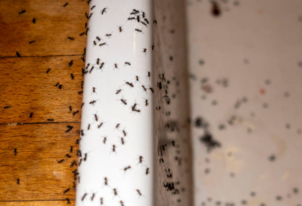 Best Pest Inspection Near Me  in Woodlynne, NJ